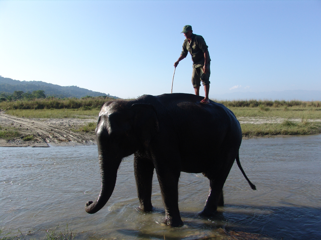 Elephant in Chitwan