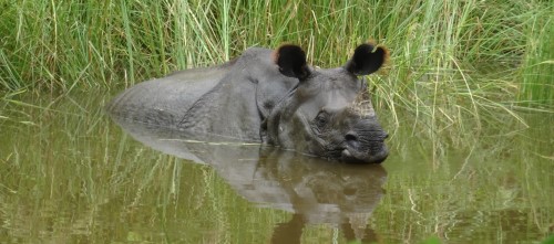 One-horn Rhino